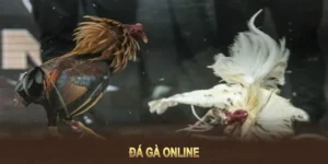 Tìm Hiểu Cách Chơi Đá Gà Sabong Tại 88GO: Kịch Tính Đỉnh Cao
